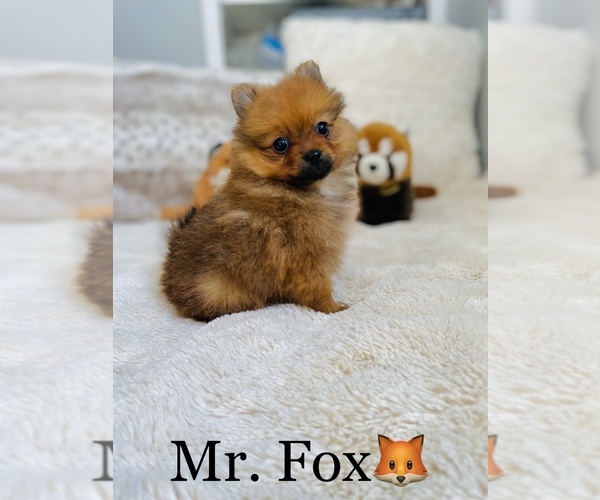 Medium Photo #1 Pomeranian Puppy For Sale in COOKEVILLE, TN, USA