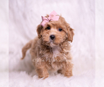 Small Photo #56 Maltipoo (Toy) Puppy For Sale in WARSAW, IN, USA