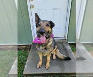 Truvy - Female German Shepherd Dog-Unknown Mix Dog for Adoption - Photo #2