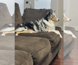 Mother of the Miniature Australian Shepherd puppies born on 01/13/2025