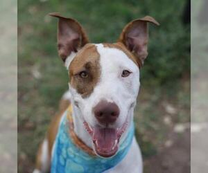 American Staffordshire Terrier Dogs for adoption in San Antonio, TX, USA