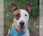 Small American Staffordshire Terrier