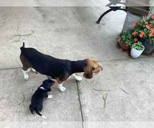 Mother of the Beagle puppies born on 04/14/2025