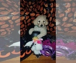 Small Photo #21 Goldendoodle Puppy For Sale in EAST POINT, GA, USA