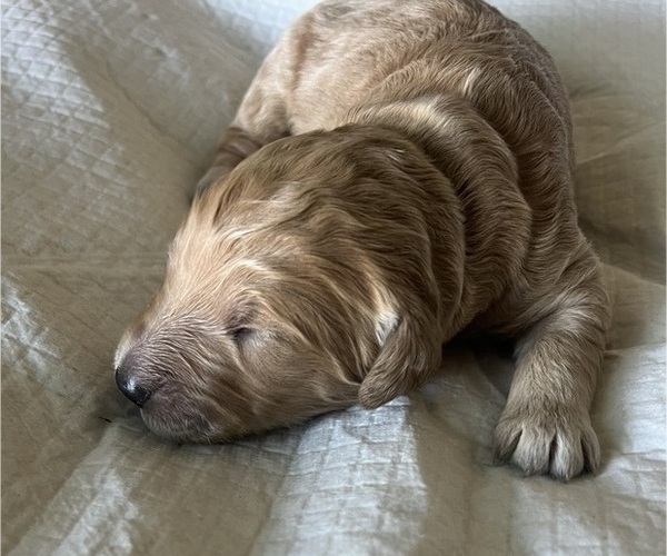 Medium Photo #57 Goldendoodle Puppy For Sale in PHOENIX, AZ, USA