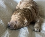 Small Photo #57 Goldendoodle Puppy For Sale in PHOENIX, AZ, USA