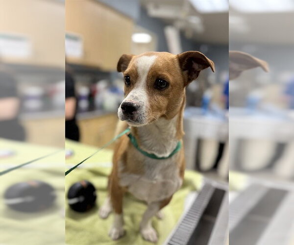 Medium Photo #1 Chihuahua Puppy For Sale in Riverside, CA, USA