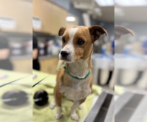 Chihuahua Dogs for adoption in Riverside, CA, USA