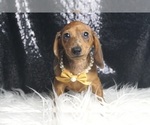 Small Photo #4 Dachshund Puppy For Sale in WARSAW, IN, USA