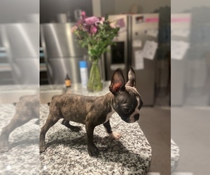 Boston Terrier Puppy for sale in ALPHARETTA, GA, USA