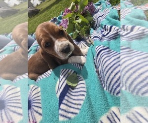 Medium Basset Hound