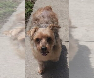 Louie - M - Male Maltese-Unknown Mix Dog for Adoption - Photo #7