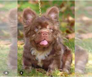 Father of the French Bulldog puppies born on 04/11/2026