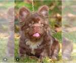 Small Photo #1 French Bulldog Puppy For Sale in MIAMI, FL, USA