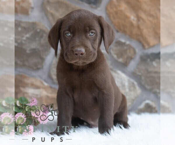 Medium Photo #4 Labrador Retriever Puppy For Sale in MIFFLINTOWN, PA, USA