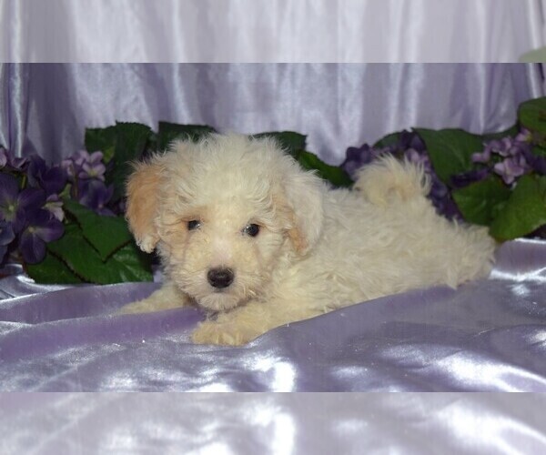 Medium Photo #2 Maltipoo Puppy For Sale in BARNESVILLE, KS, USA