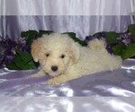 Small Photo #2 Maltipoo Puppy For Sale in BARNESVILLE, KS, USA