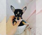Small #9 Chihuahua