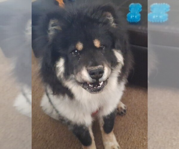 Medium Photo #1 Chow Chow Puppy For Sale in NYSSA, OR, USA
