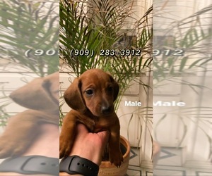 Dachshund Puppy for sale in SAN BERNARDINO, CA, USA