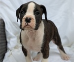 Small #6 Boxer
