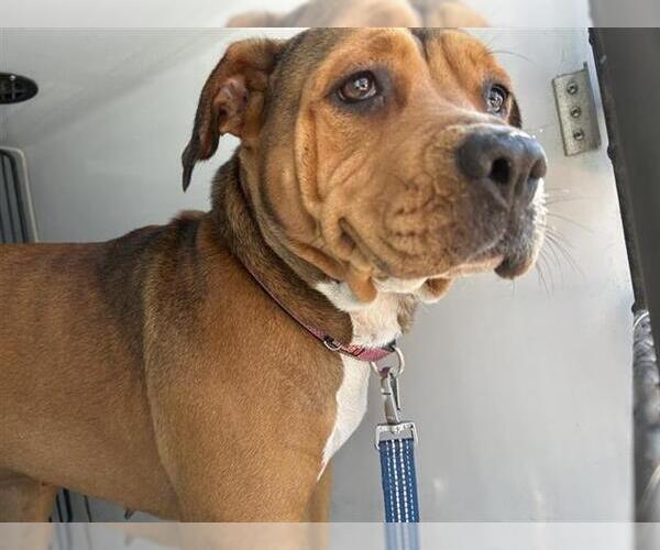 Medium Photo #1 Mutt Puppy For Sale in Houston, TX, USA