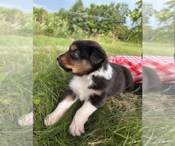 Medium Photo #6 Australian Shepherd Puppy For Sale in JEROMESVILLE, OH, USA
