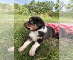 Small #5 Australian Shepherd