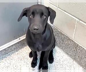 Labrador Retriever-Unknown Mix Dogs for adoption in Houston, TX, USA