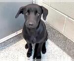 OSITO - Male Labrador Retriever-Unknown Mix Dog for Adoption - Small photo