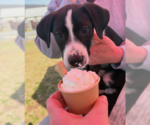 Small #24 Labrador Retriever Mix