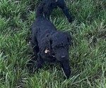 Puppy Brown Poodle (Standard)