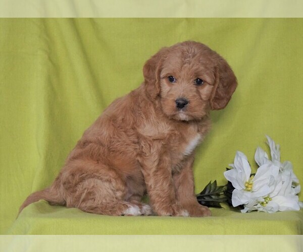 Medium Photo #3 Miniature Labradoodle Puppy For Sale in FREDERICKSBG, OH, USA