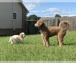 Small Photo #17 Goldendoodle Puppy For Sale in FALMOUTH, VA, USA