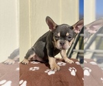 Small Photo #2 French Bulldog Puppy For Sale in TEMECULA, CA, USA