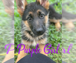 Small Photo #6 German Shepherd Dog Puppy For Sale in AUSTIN, TX, USA