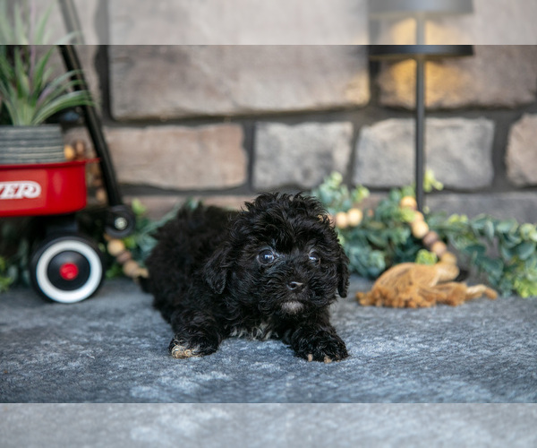 Medium Photo #7 Havapoo Puppy For Sale in SUGARCREEK, OH, USA