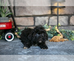 Small Photo #7 Havapoo Puppy For Sale in SUGARCREEK, OH, USA