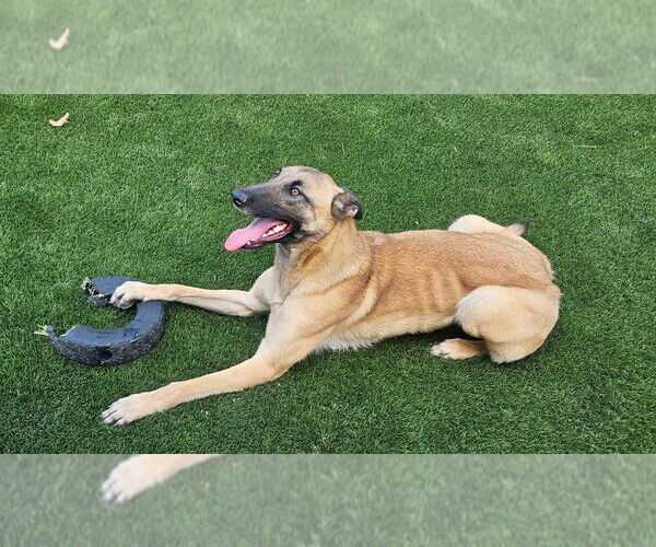 Medium Photo #3 Mutt Puppy For Sale in Imlay City, MI, USA