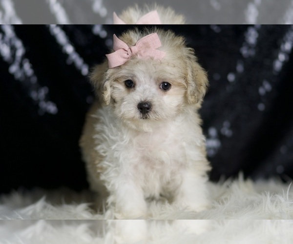 Medium Photo #2 Maltipoo Puppy For Sale in WARSAW, IN, USA