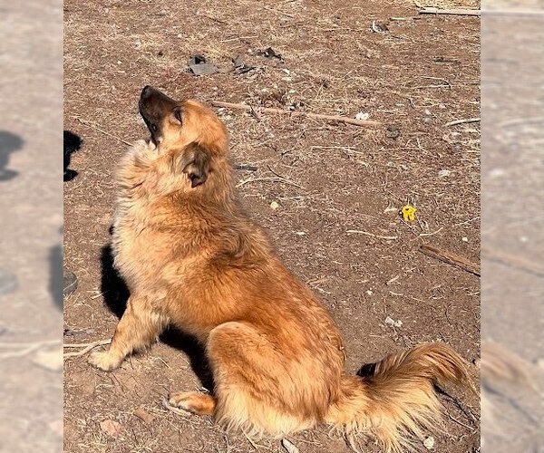Medium Photo #2 Australian Shepherd-Unknown Mix Puppy For Sale in Winter Park, CO, USA