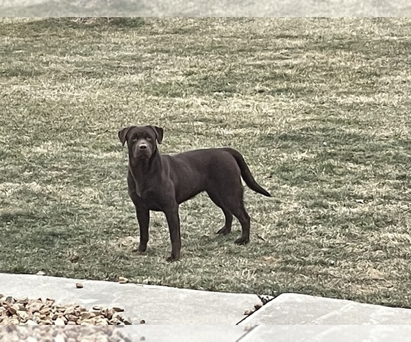 Medium Photo #1 Labrador Retriever Puppy For Sale in WAUSEON, OH, USA