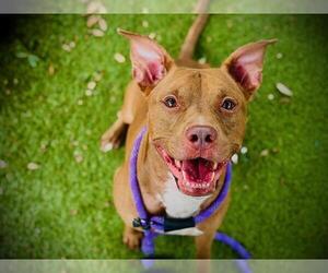 Mutt Dogs for adoption in Orlando, FL, USA