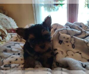 Yorkshire Terrier Puppy for sale in LE ROY, KS, USA