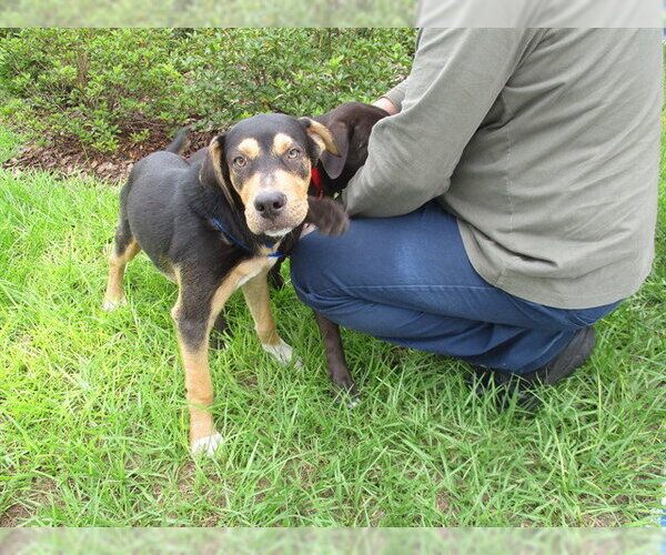 Medium Photo #1 American Staffordshire Terrier Puppy For Sale in Ocala, FL, USA