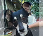 Small #1 Miniature Pinscher-Pembroke Welsh Corgi Mix