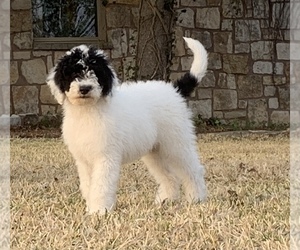 Sheepadoodle Puppy for Sale in BURNET, Texas USA