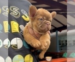 Small Photo #13 French Bulldog Puppy For Sale in NEWPORT BEACH, CA, USA