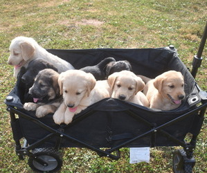 Labradoodle Puppy for sale in MOLENA, GA, USA