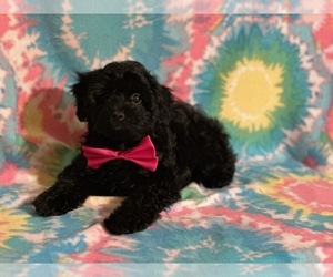 Havanese-Poodle (Toy) Mix Puppy for sale in LANCASTER, PA, USA